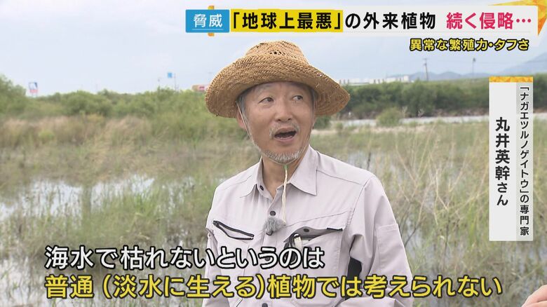 ナガエツルノゲイトウの専門家 丸井英幹さん
