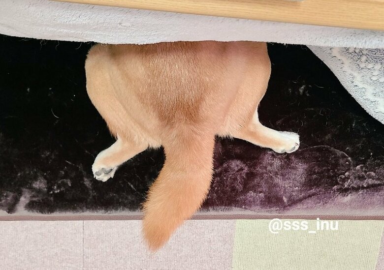 冬の風物詩となっている