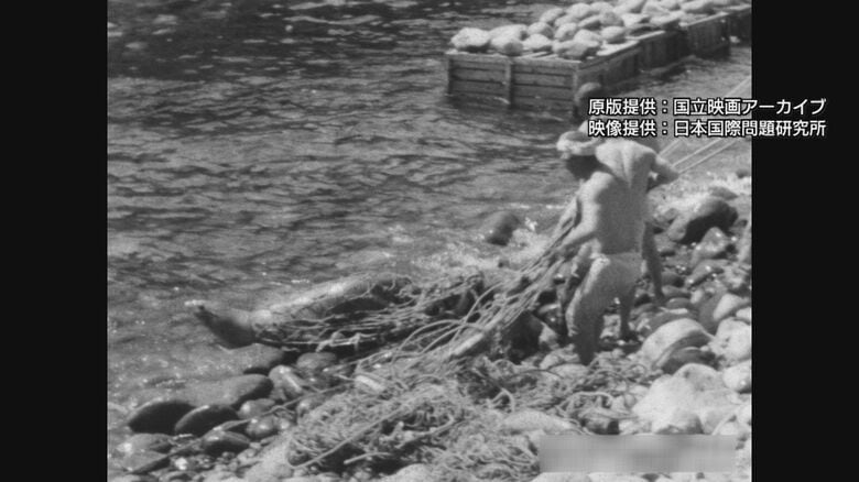 アシカ猟を記録した映像