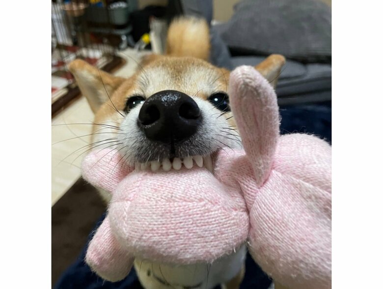 うさぎのぬいぐるみには犬見知りしないで遊ぶ（提供：@isobe0912）