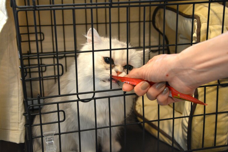 チヂミちゃんの姉妹のチュクミちゃん。第4回譲渡会にて（特集班撮影）