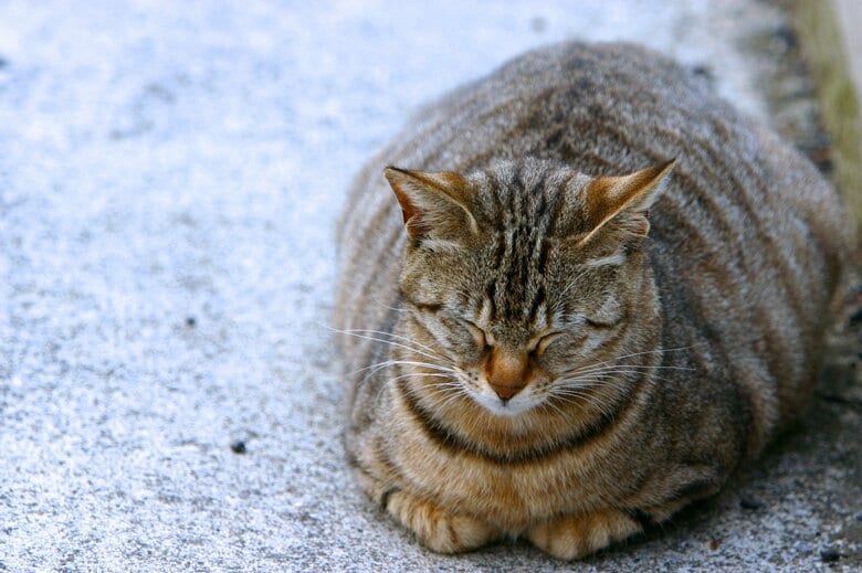 「香箱座り」は警戒度40％（画像はイメージ）