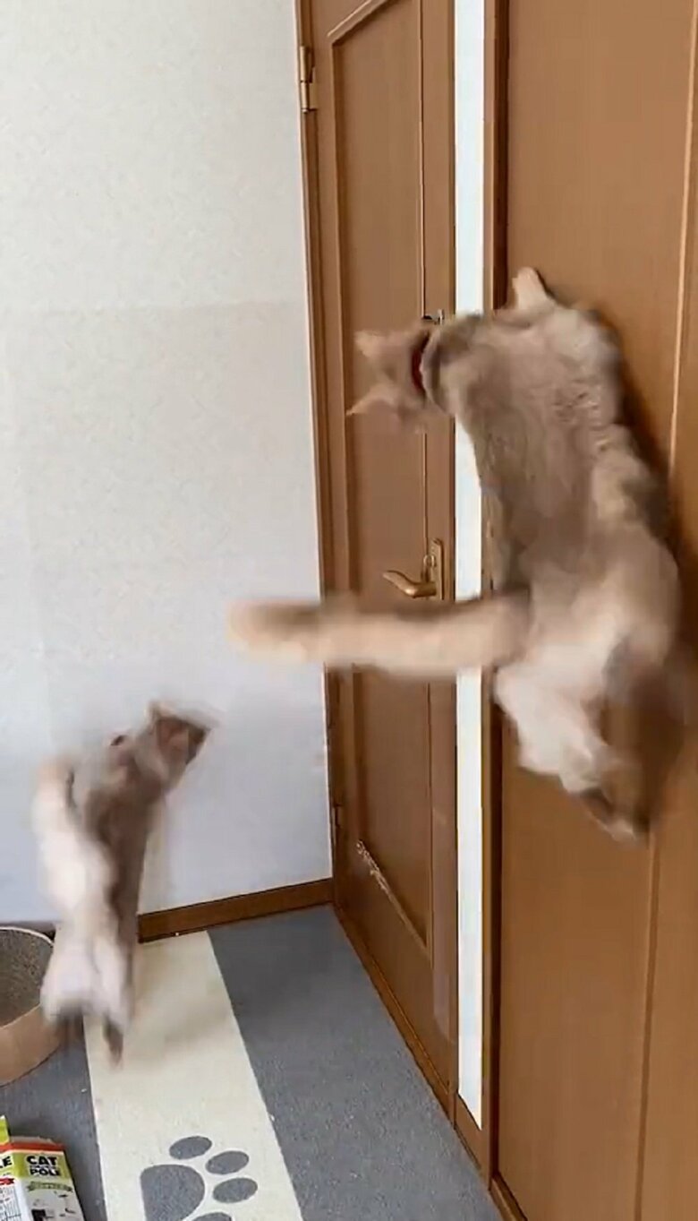 双子で同時に壁や扉へジャンプ！