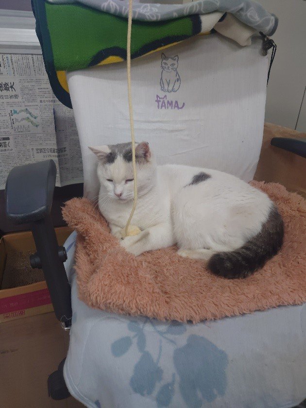 専用椅子でまったり