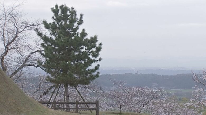 蒲島知事が学校を抜け出し夢を育んだ一本松の丘