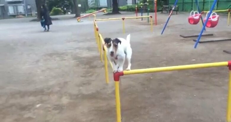 公園にある細い柵にも簡単に乗れる