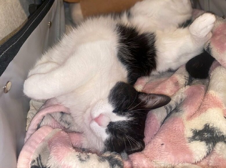 へそ天で気持ちよさそうに寝ている静ちゃん