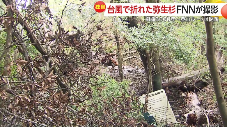 奥に弥生杉と書かれた看板があるが、弥生杉は見る影もない。