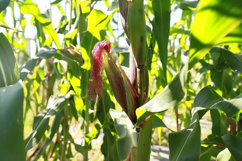 実っている大和ルージュ　ヒゲも赤い（提供：株式会社大和農園）