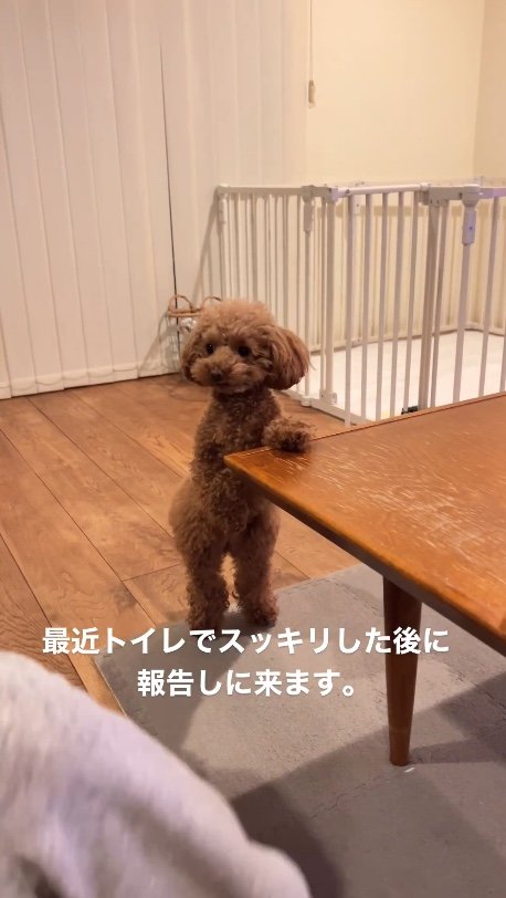 提供：トイプードル ディノセナとジュリさん