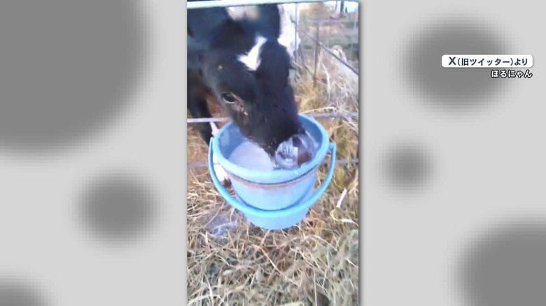 差し出されたバケツのミルクを飲む子牛