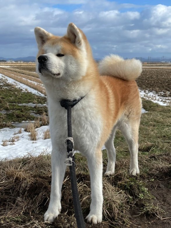 立派な立ち姿（提供：秋田犬 五元(イモト)さん）