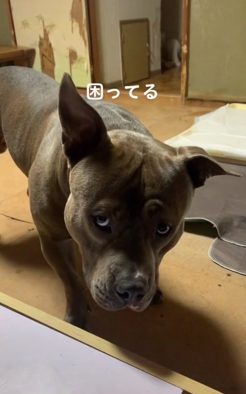 家具の隙間にボールが入ってしまった時のおもちくん。非常に困ってそうなお顔…