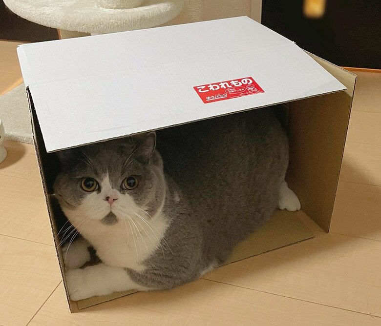 こわれもの（提供：八海山くんの飼い主さんTwitterアカウント）