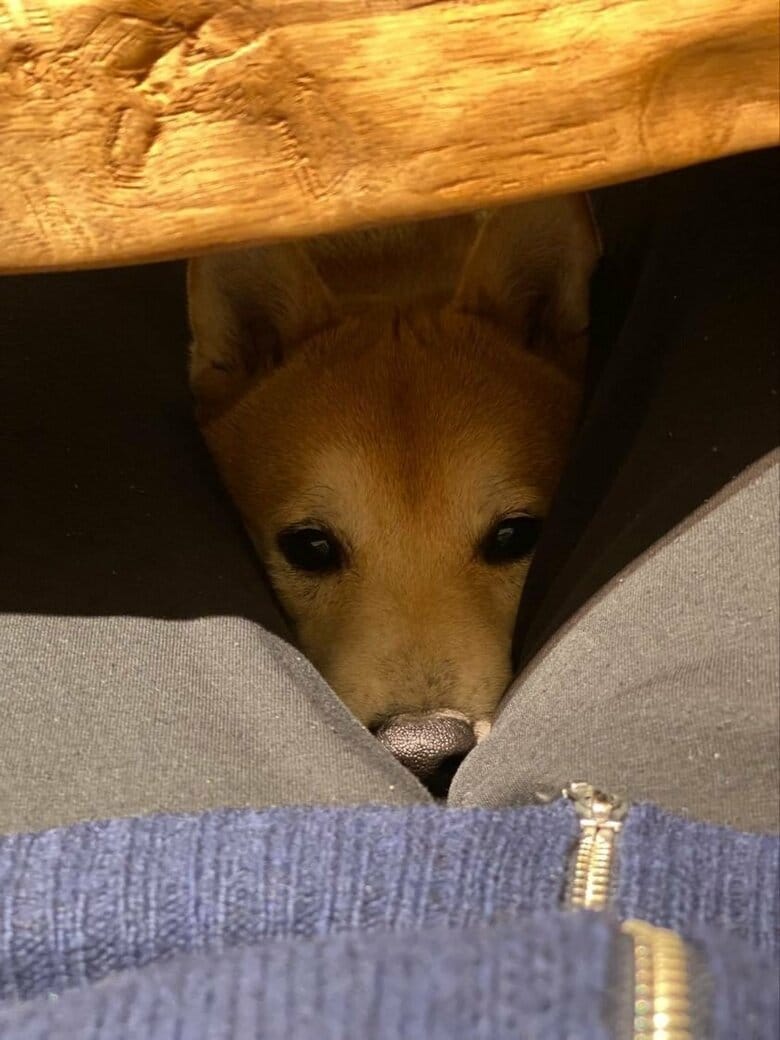 「何か食べてます？」隙間からのぞいてくる…