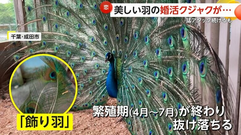 基本的に、求愛のときにしか使わないという「飾り羽」