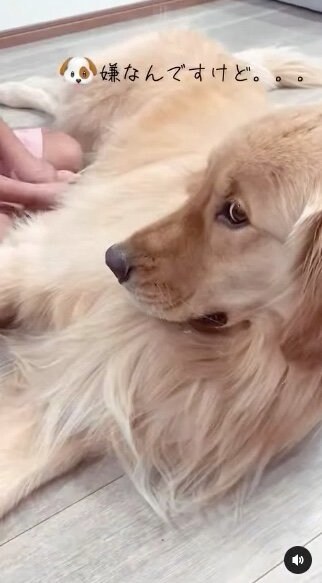 提供：西村 まひろさん