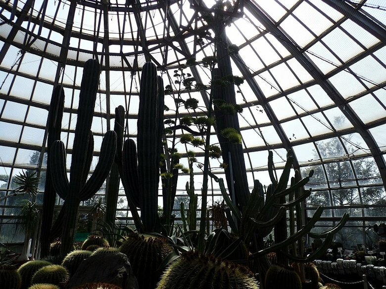 2021年植物園で開花時の様子　花茎の高さは３m程度（手柄山温室植物園提供）