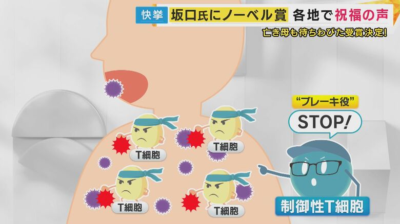 『制御性Ｔ細胞』