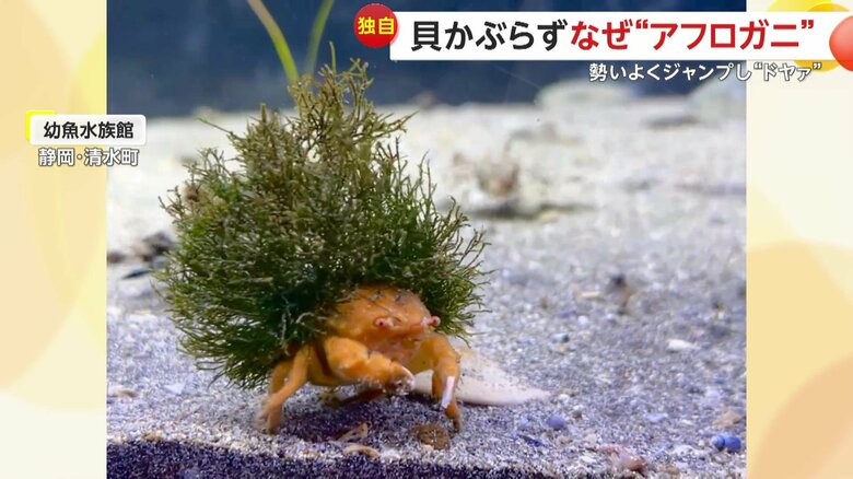 甲羅からは緑色の“もじゃもじゃ”が伸び、まるでアフロヘアーのようなカニ