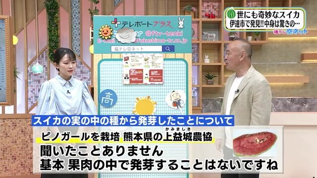 当該品種を栽培する熊本県の農協は「果肉の中で発芽することはない」