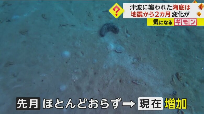 九十九湾の海底で確認されたナマコ