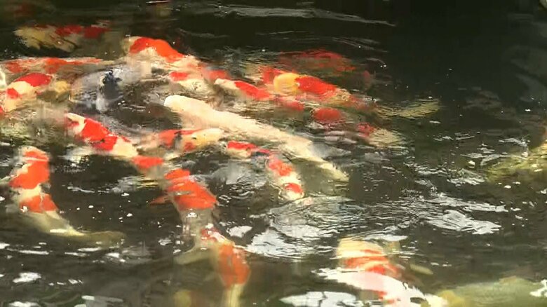 小千谷市の特産であるニシキゴイをご覧に　9月8日