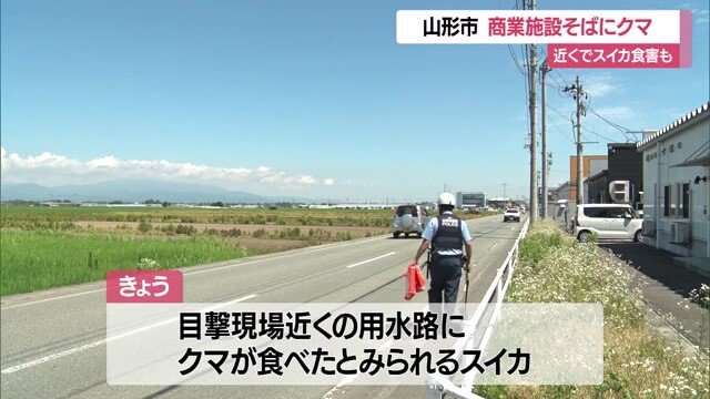 クマによるものと思われるスイカの食害があった