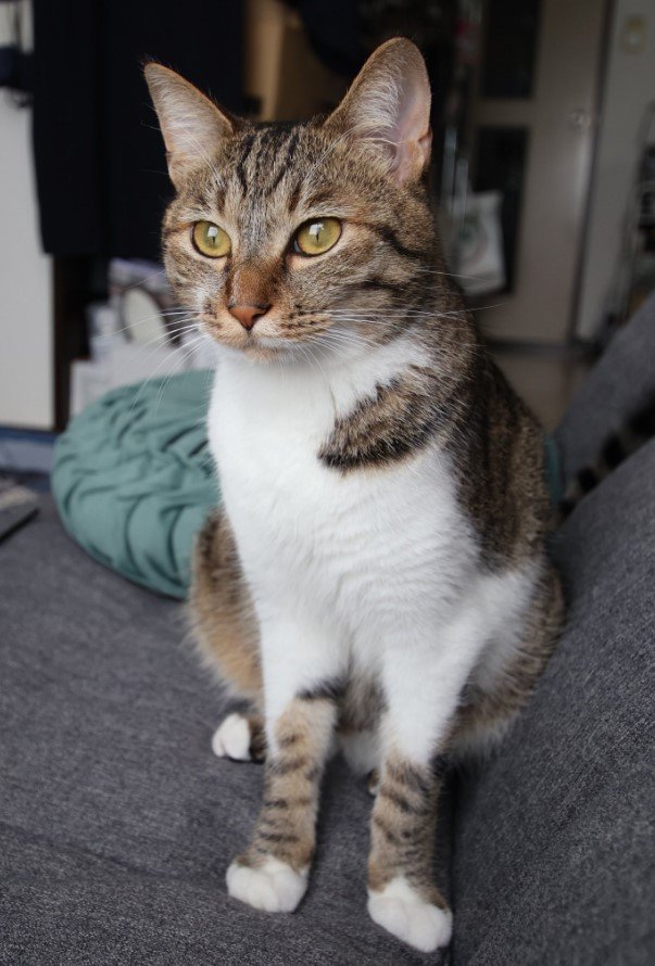 提供：猫のテトさん
