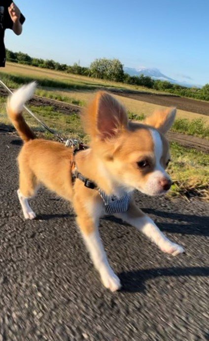 提供：ふくのすけさん