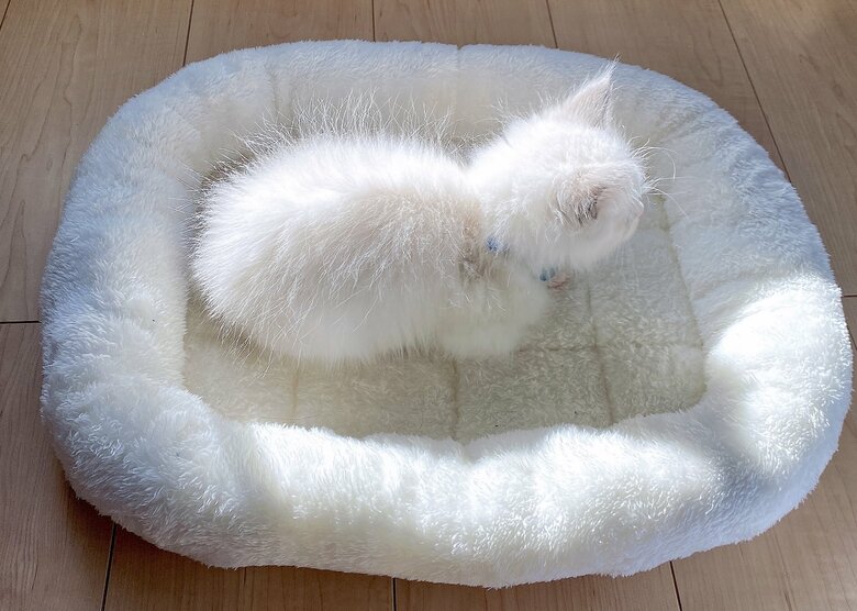 お迎えしたばかりの頃