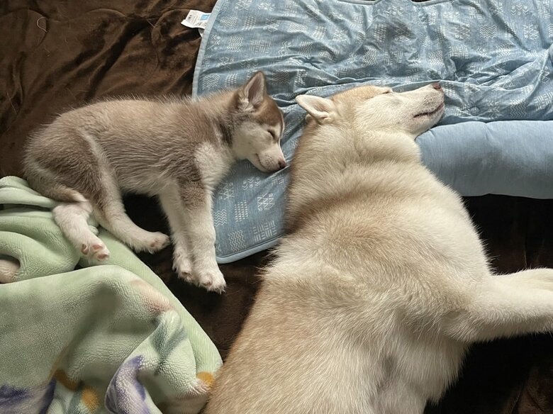 近づいてくる（提供：ココとイチのままちゃん）