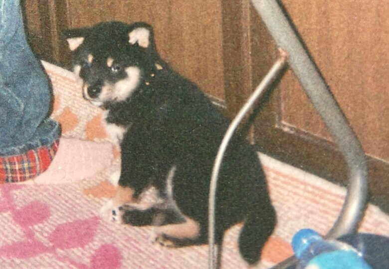 子犬時代の麿くん