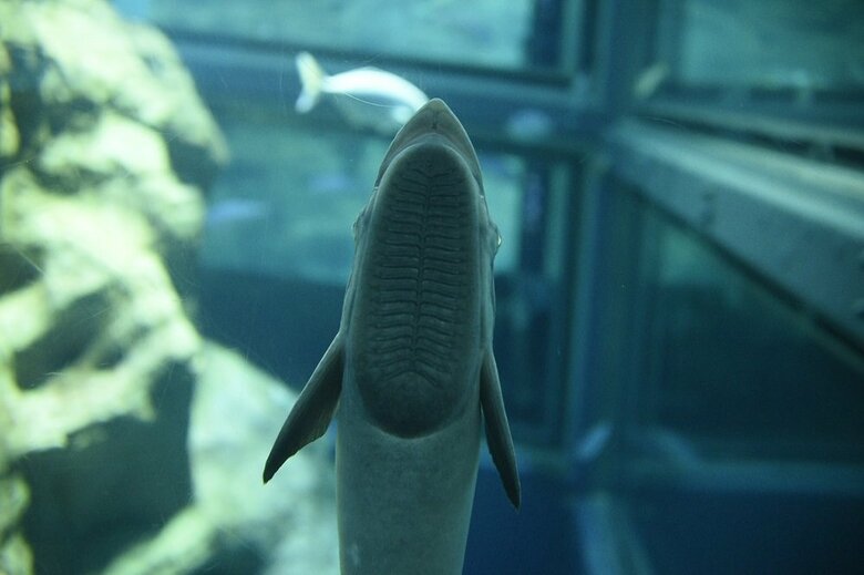 アクリル面にくっついているラッキーな姿（提供：大阪 海遊館）