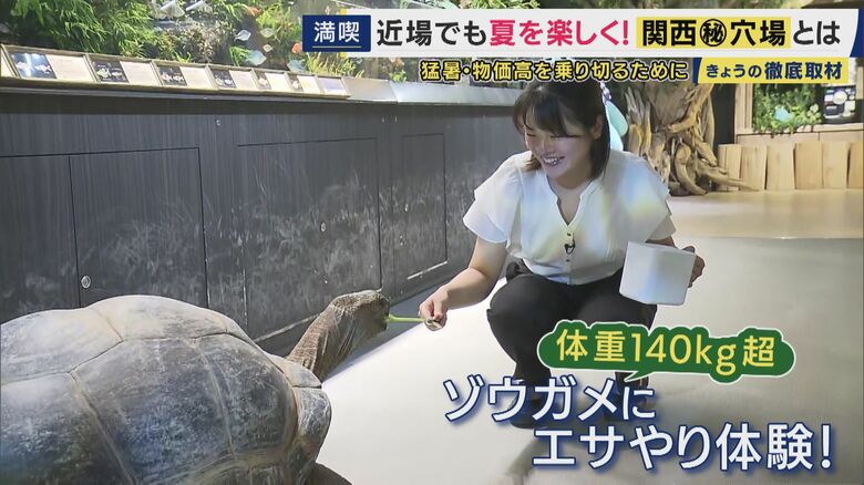 ゾウガメへのエサやり体験