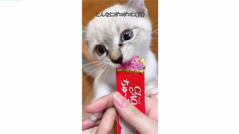 小さな頃からちゅ～るが大好きだったという