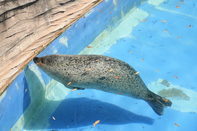 気持ちよさそうに水に浮かぶ（提供：名古屋市東山動植物園）