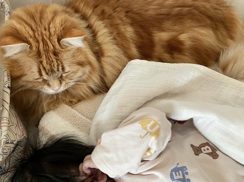 来客があったら1番に娘さんのそばにいて見つめているという