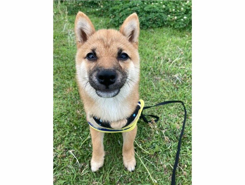 ゆずくん（提供：ゆず＊豆柴＊さん）