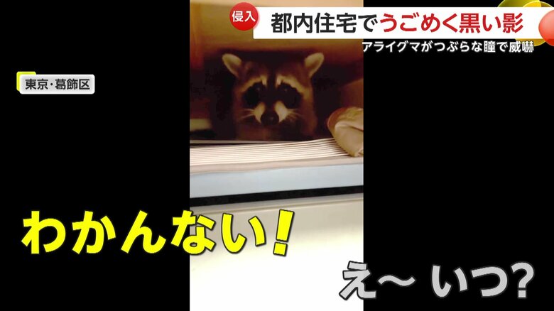 押し入れの奥に潜むアライグマ（FNN投稿サイト「ビデオPost」）