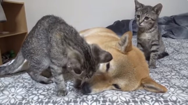 リリちゃんとリムちゃんに“モテモテ”なリコちゃん