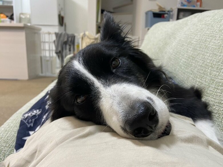 おなかの上に乗って甘えるこゆきちゃん