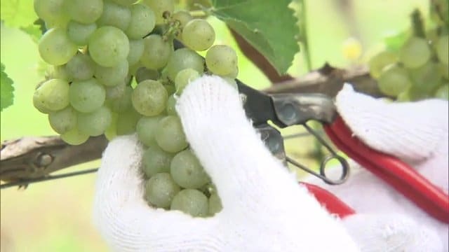 ワイン用のブドウをみんなで収穫