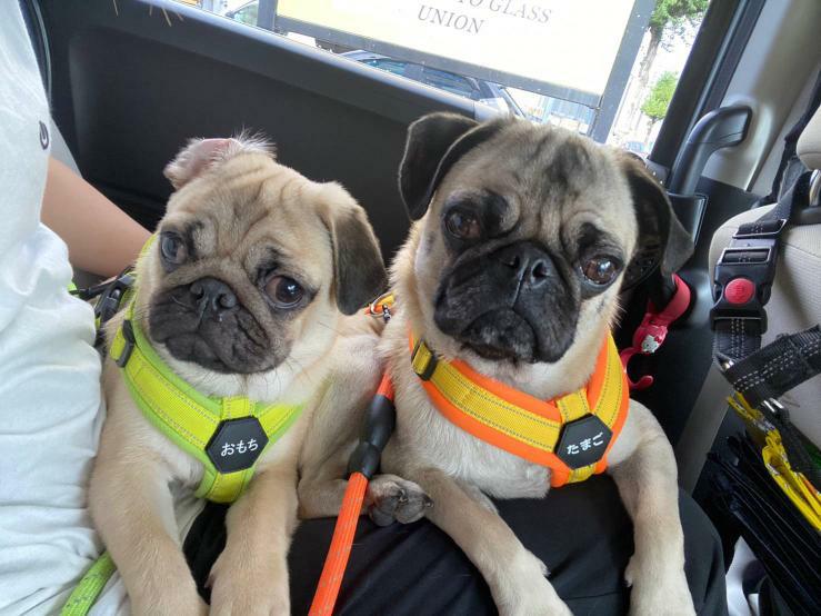 提供：たまごandおもちさん