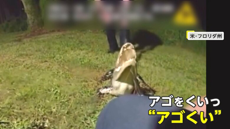 ワニは棒でアゴを持ち上げる“アゴくい”の方法で捕獲