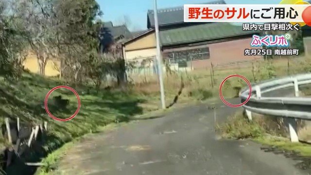 カメラの前をサルが集団で横切る