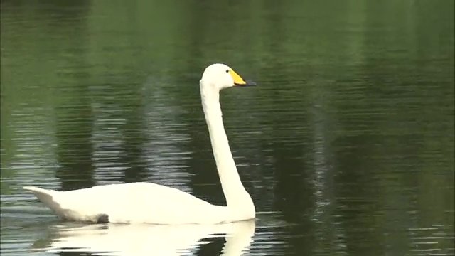 ふるさとの森芸術村（福島県矢吹町）に現れた白鳥