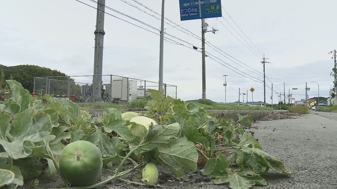 歩道ですくすく成長 アスファルトに実った ど根性メロン なぜ ここに Fnnプライムオンライン Goo ニュース