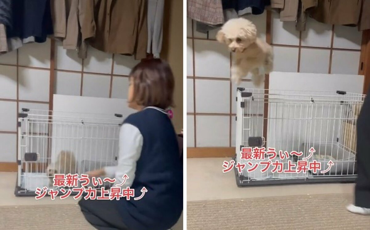 うぃ 驚異のジャンプ力で脱走する犬に爆笑 毎回こうなるのか飼い主に聞いた Fnnプライムオンライン