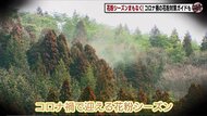 コロナ禍で迎える花粉シーズン　コロナとの見分け方は？ポイントを押さえた換気、掃除方法も解説
